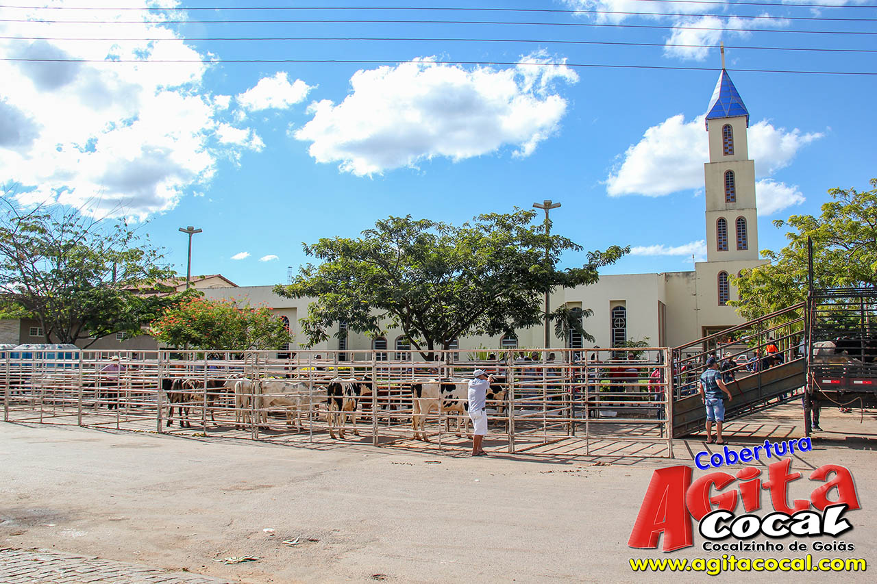 Almo�o e Leil�o de Animais - Festa de Santo Ant�nio (8� Dia)