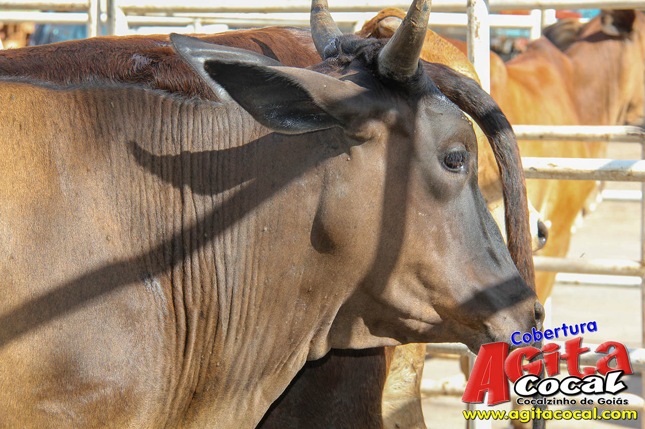 Almo�o e Leil�o de Animais - Festa de Santo Ant�nio (8� Dia)