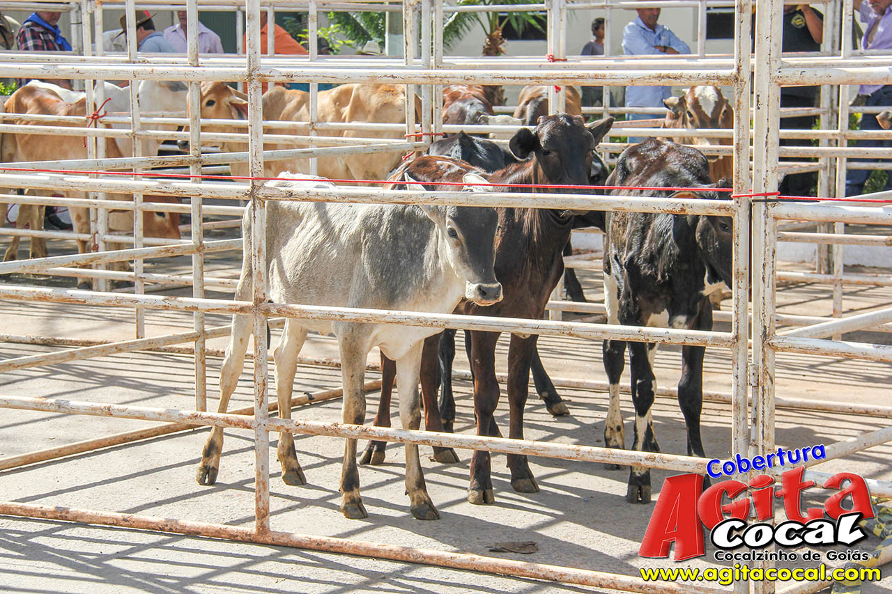 Almo�o e Leil�o de Animais - Festa de Santo Ant�nio (8� Dia)