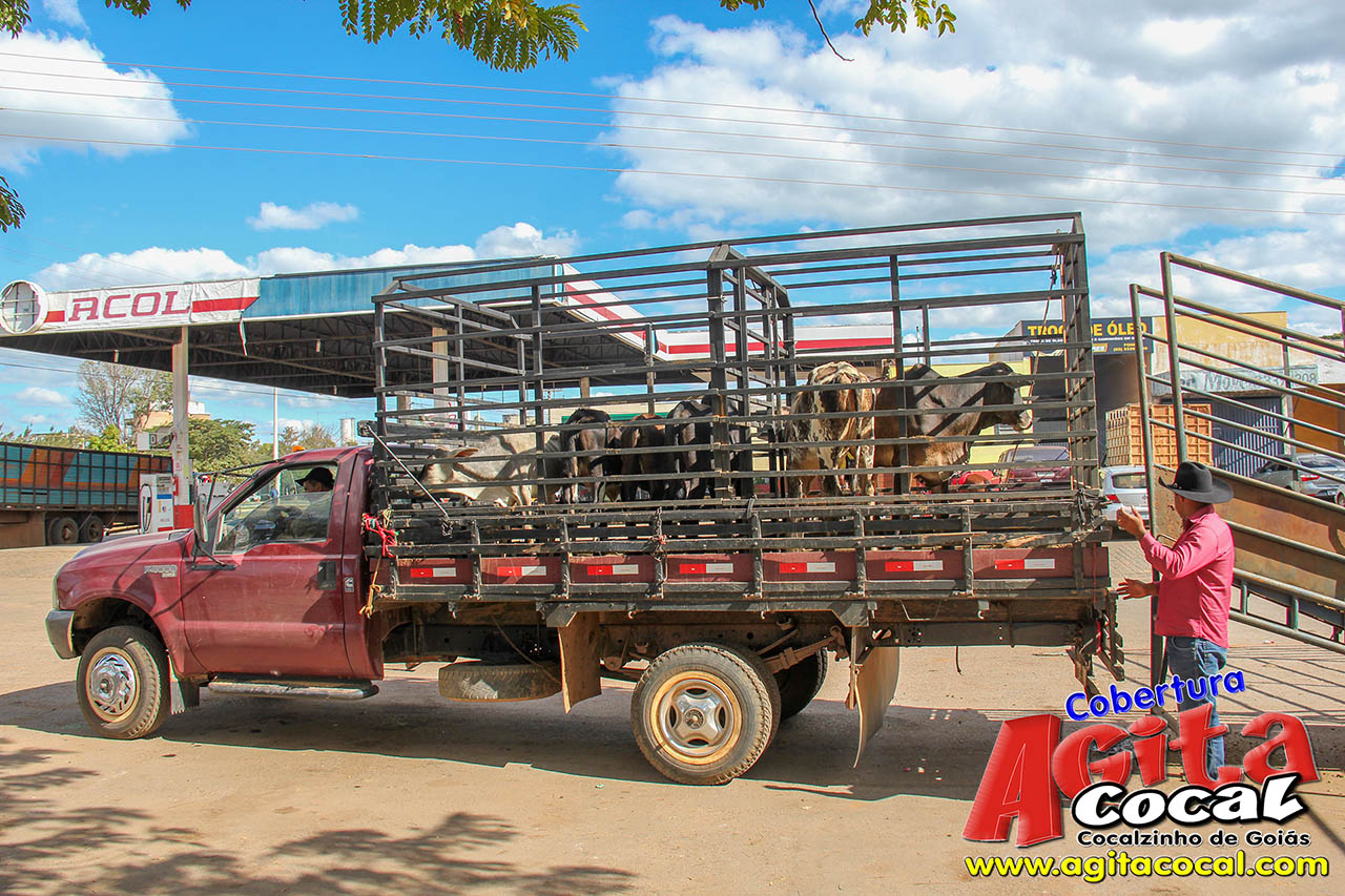 Almo�o e Leil�o de Animais - Festa de Santo Ant�nio (8� Dia)