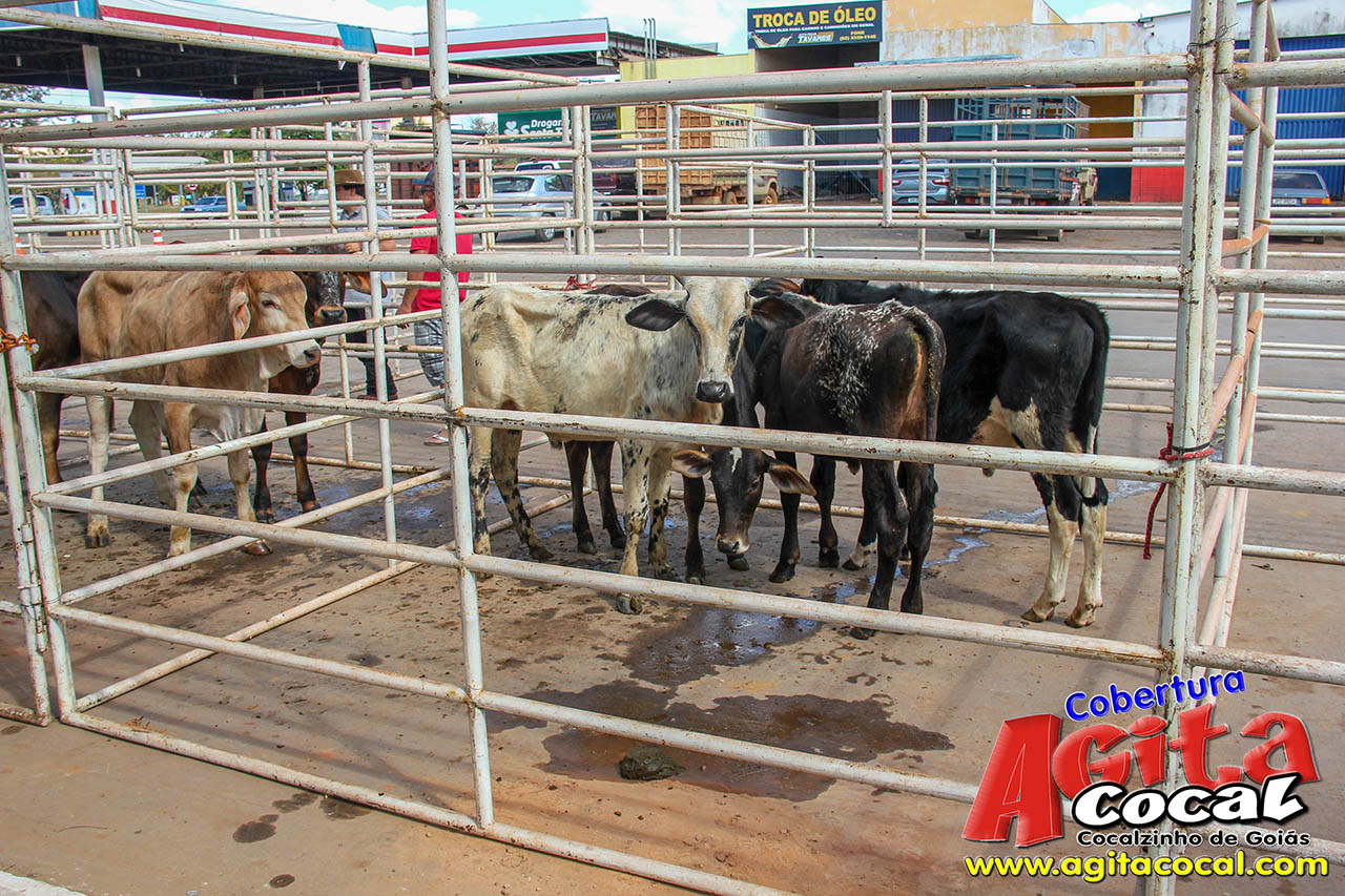 Almo�o e Leil�o de Animais - Festa de Santo Ant�nio (8� Dia)