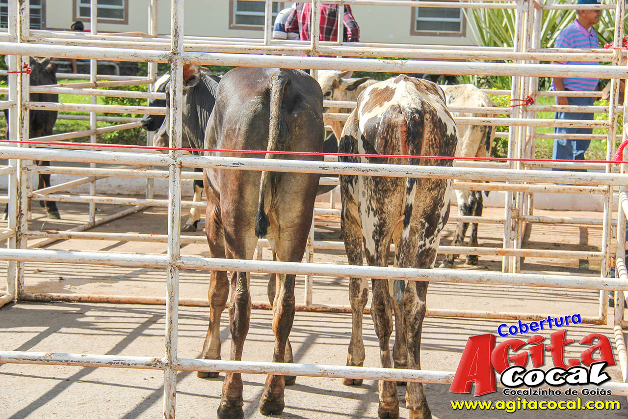 Almo�o e Leil�o de Animais - Festa de Santo Ant�nio (8� Dia)