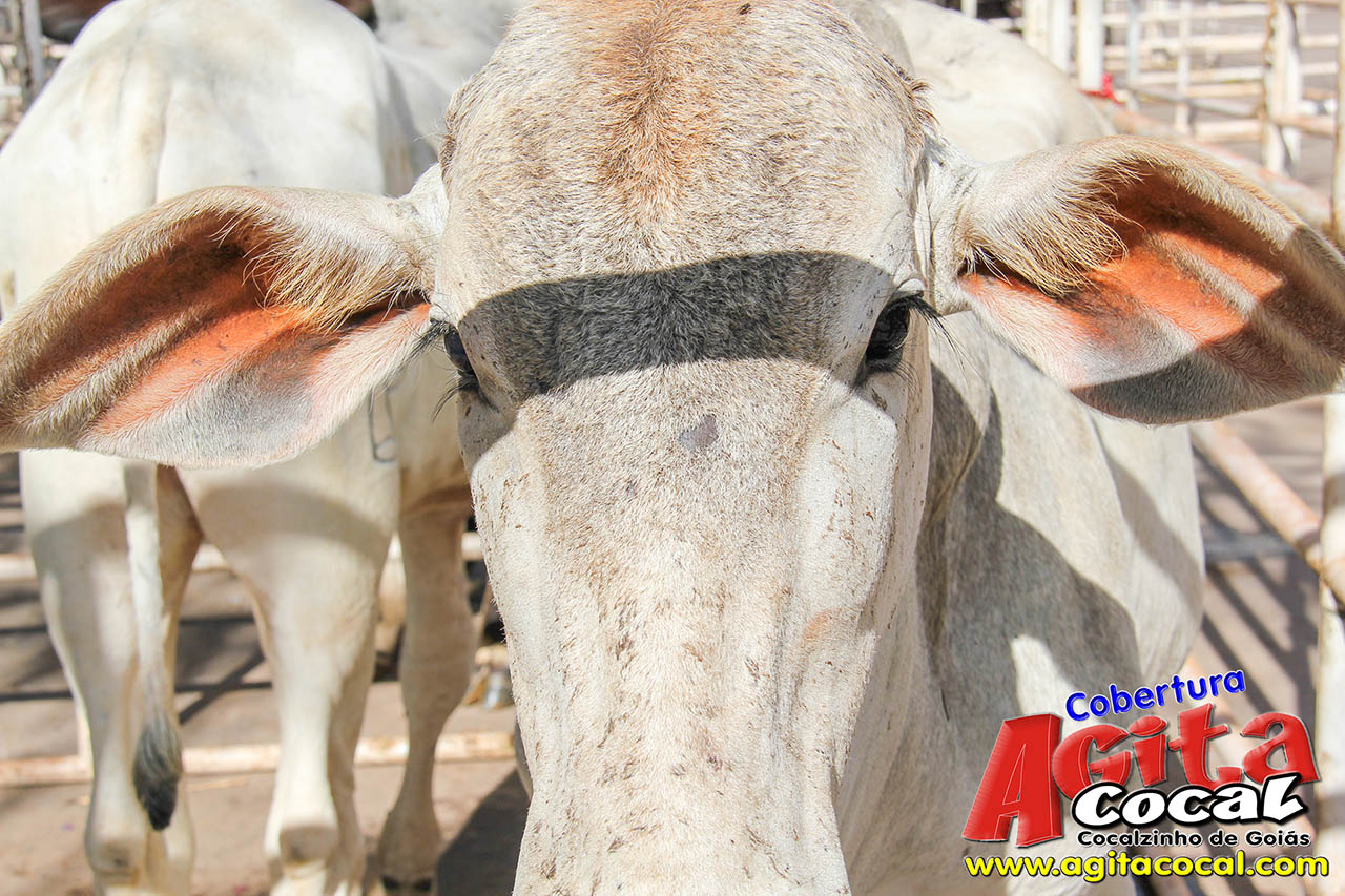 Almo�o e Leil�o de Animais - Festa de Santo Ant�nio (8� Dia)