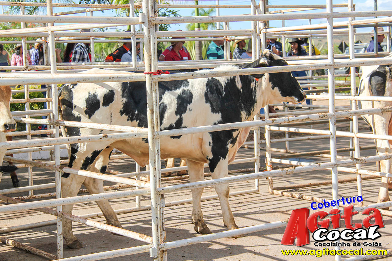 Almo�o e Leil�o de Animais - Festa de Santo Ant�nio (8� Dia)