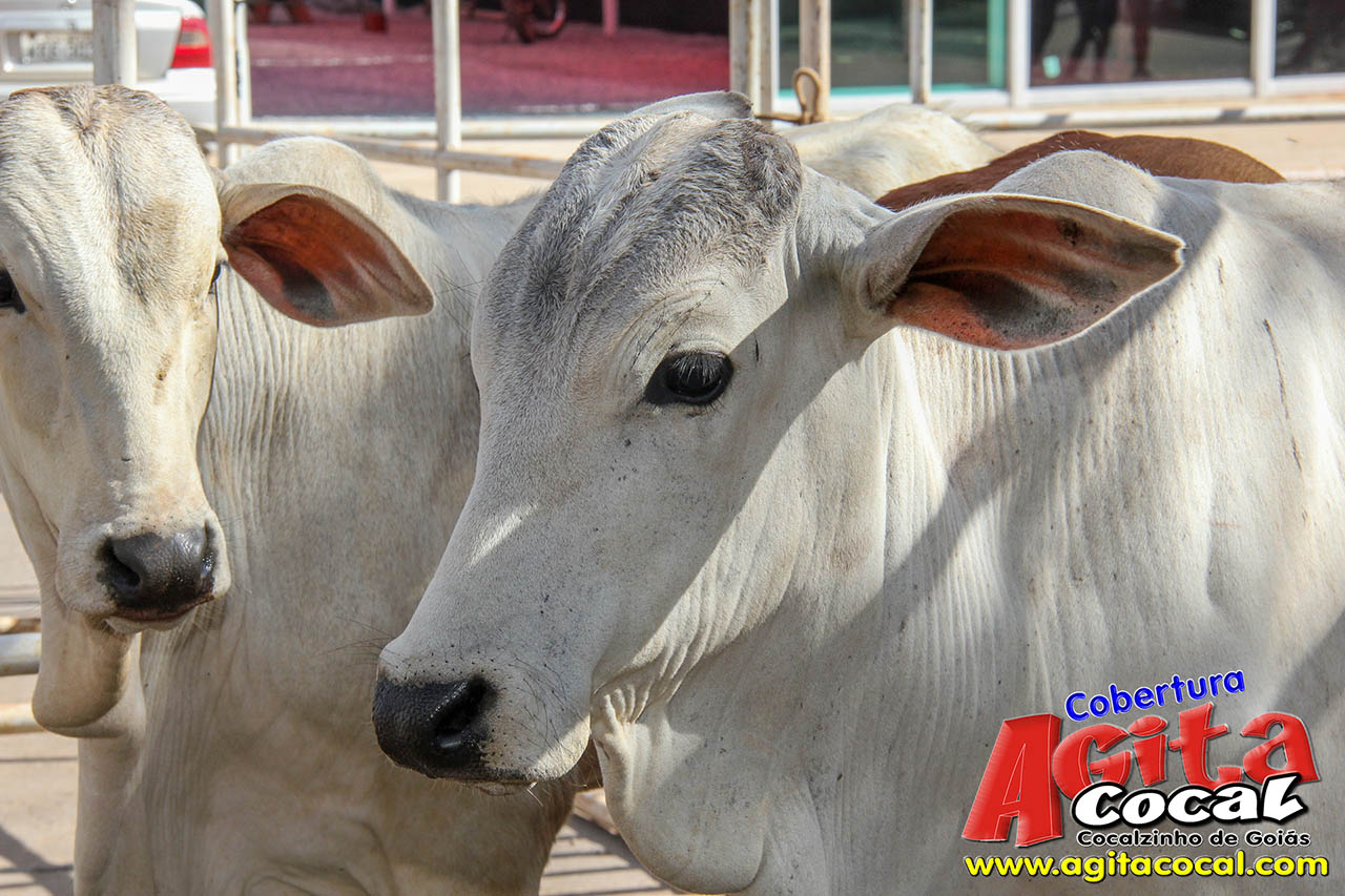 Almo�o e Leil�o de Animais - Festa de Santo Ant�nio (8� Dia)