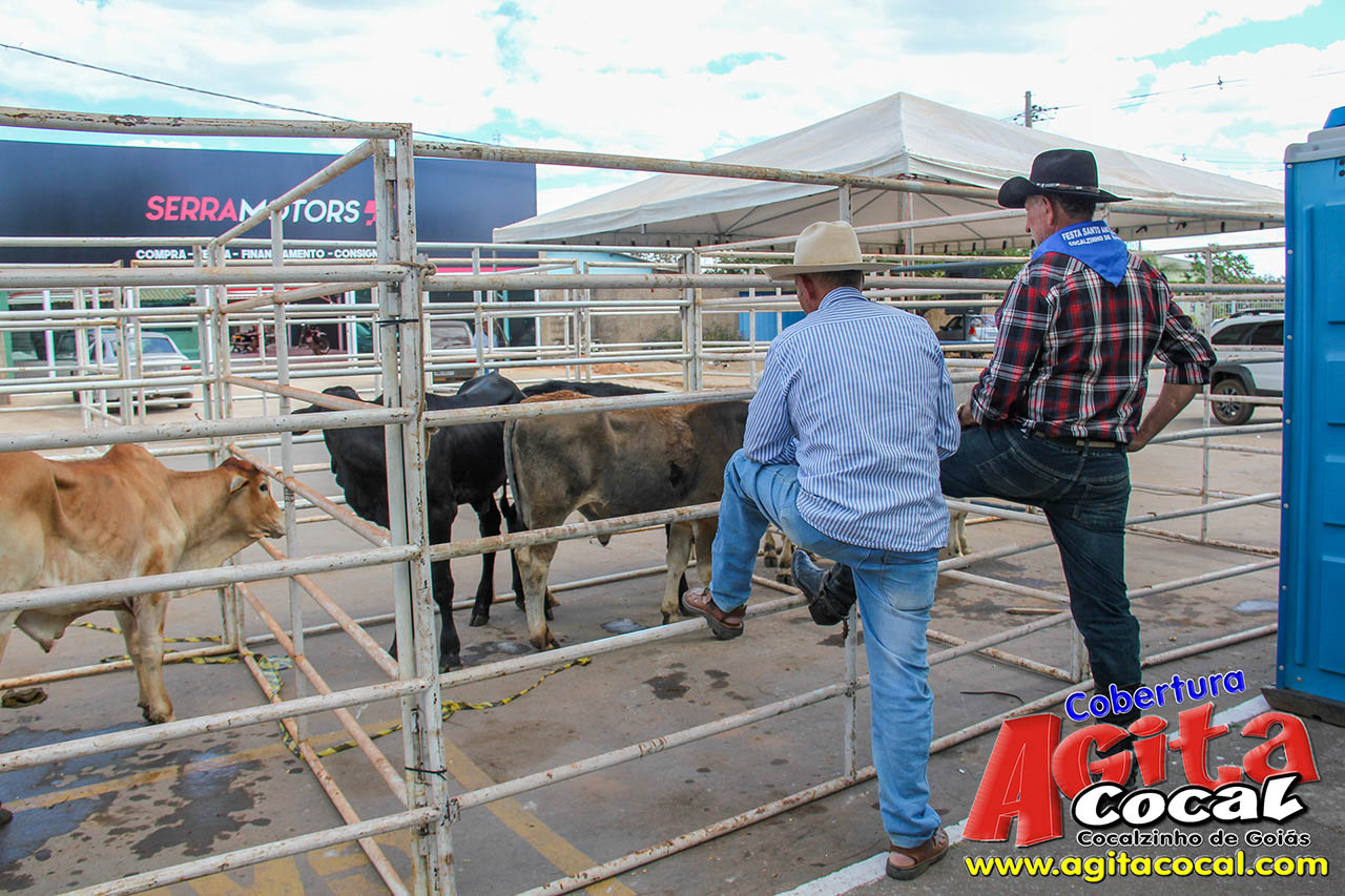 Almo�o e Leil�o de Animais - Festa de Santo Ant�nio (8� Dia)