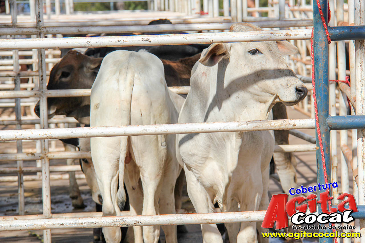 Almo�o e Leil�o de Animais - Festa de Santo Ant�nio (8� Dia)